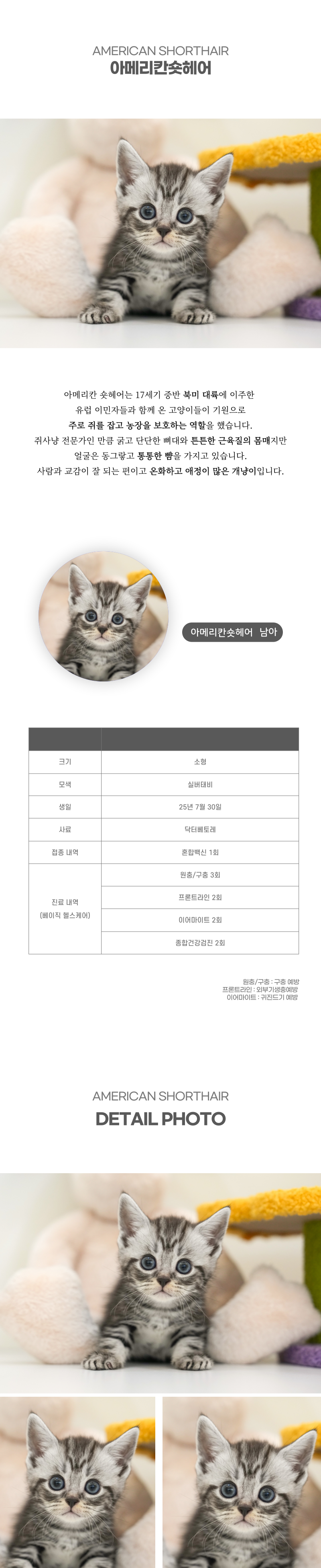 아메리칸숏헤어_상세이미지_2